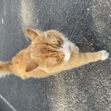 Picture of cat found at Bruges