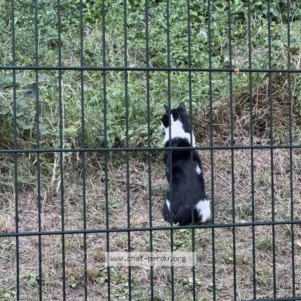 Photo 1/1 Found cat Found in Puteaux