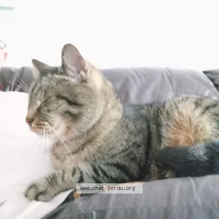 Photo 1/1 Romeo Chat lost in Villeneuve d ascq