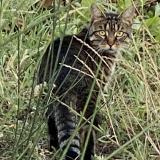 Picture of cat found at Le Plessis Robinson