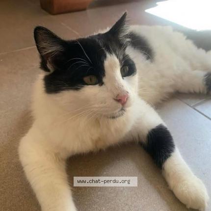 Photo 1/2 Hyun Chat lost in Saint joseph