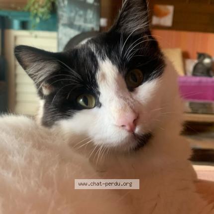 Photo 2/2 Hyun Chat lost in Saint joseph