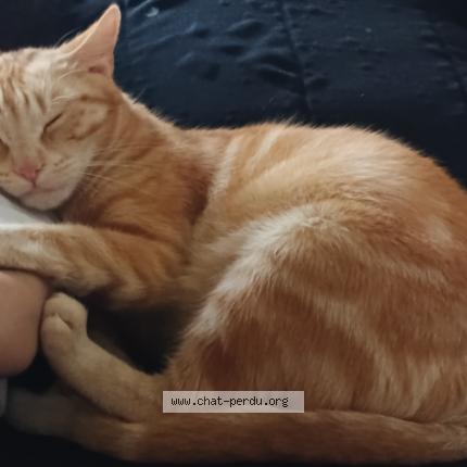 Photo 1/1 Caramel Chat lost in Herblay