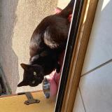 Picture of cat found at Bermont