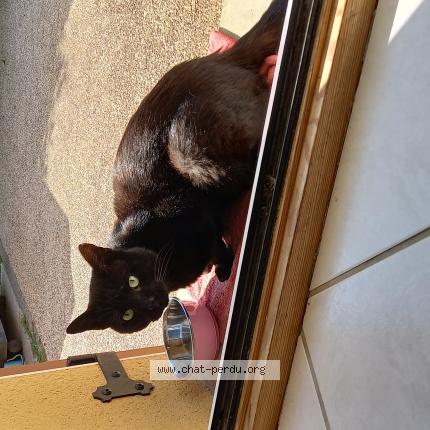 Photo 1/1 Found cat Found in Bermont