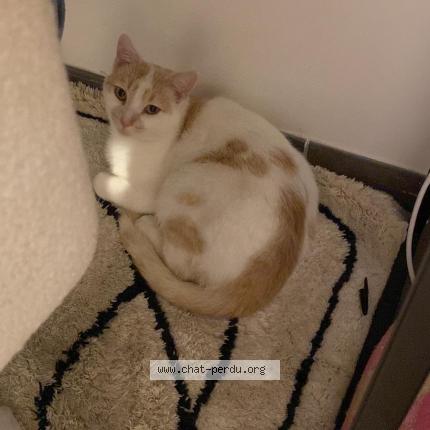 Photo 1/1 Merlin Chat lost in Savigny