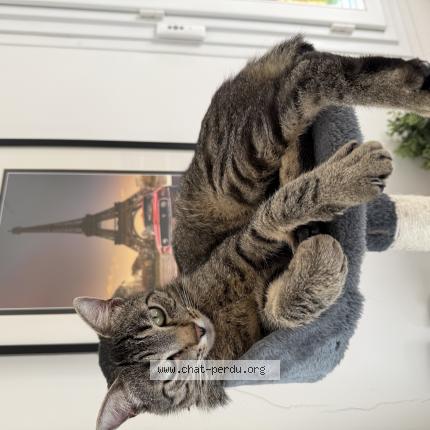 Photo 1/1 Boo Chat lost in Andilly