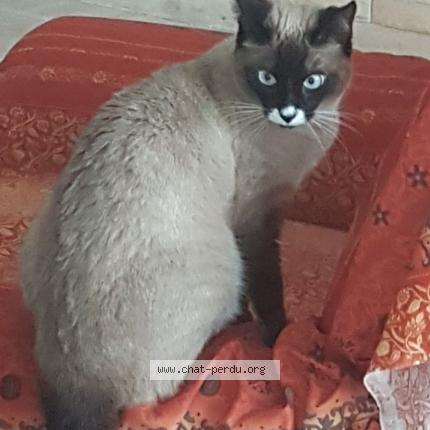 Photo 1/1 Minette Chat lost in Montrabe