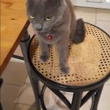 Picture of cat lost at Le Malesherbois