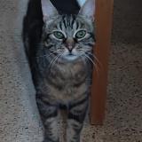 Picture of cat found at Cereyste