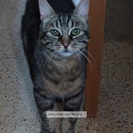 Photo 1/1 Found cat Found in Cereyste