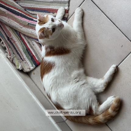 Photo 1/1 Orson Chat lost in Lyon