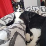 Picture of cat lost at Yzeure