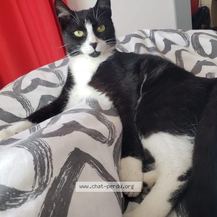 Photo 1/1 Pepper Chat lost in Yzeure