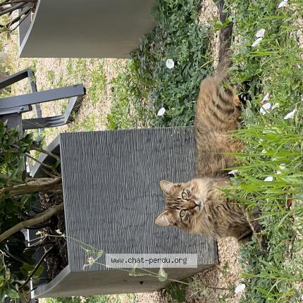 Photo 1/1 Koda Chat lost in Saint laurent d agny