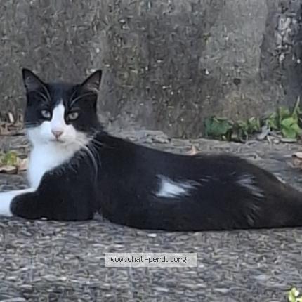 Photo 1/1 Blancoca Chat lost in Vwrvier