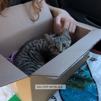 Photo 1/1 Found cat Found in Allonnes