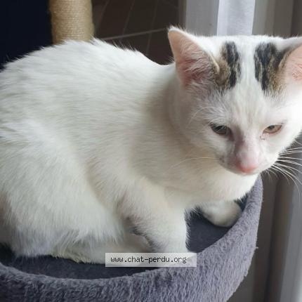 Photo 1/1 OSLO Chat lost in Varilhes