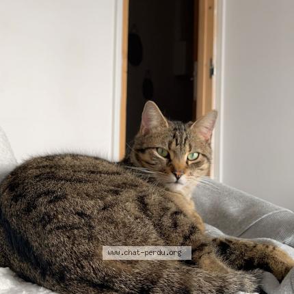 Photo 1/1 rio Chat lost in Gerzat