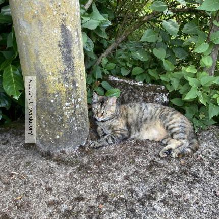 Photo 1/1 Pixie Chat lost in Saint crepin d auberoche