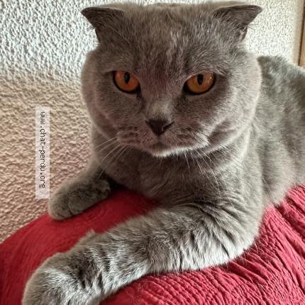 Photo 1/1 Pollen Chat lost in Lamure sur azergues