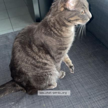 Photo 1/1 Yuki Chat lost in Saint julien en genevois