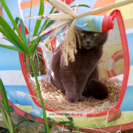 Photo 1/1 Shanelle Chat lost in La bernerie en retz