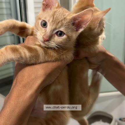 Photo 1/1 Rom&eacute;o Chat lost in Champigny sur marne