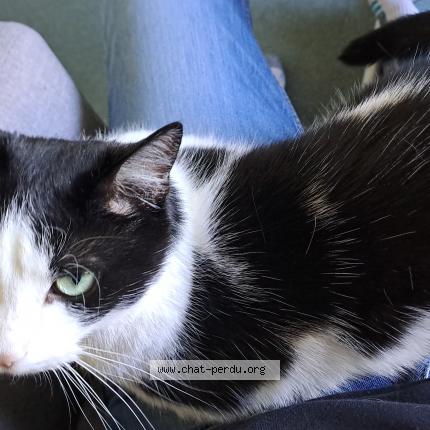 Photo 1/1 Snow Chat lost in Sevran