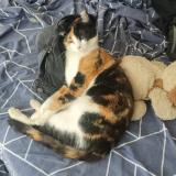 Picture of cat lost at Manosque 04100