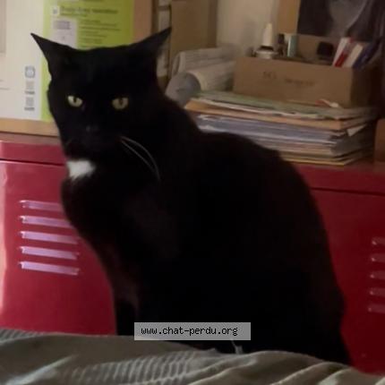 Photo 1/1 Mistic Chat lost in Valence