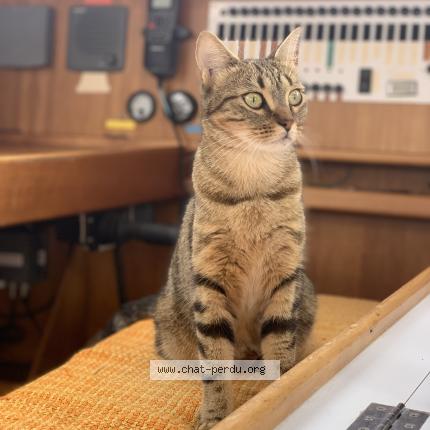 Photo 1/1 Purry Chat lost in St gilles croix de vie