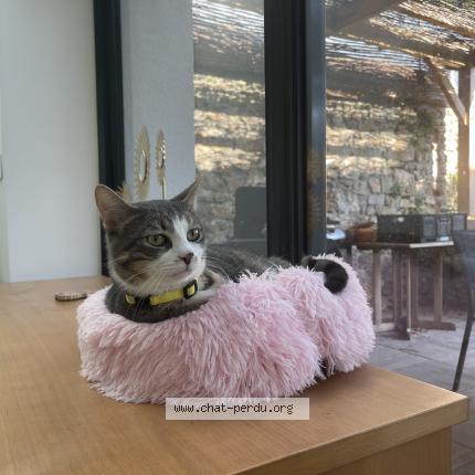 Photo 1/1 Mika Chat lost in Bagneaux