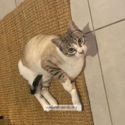 Photo 1/1 Chanel Chat lost in Villeneuve tolosane