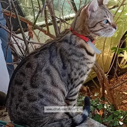 Photo 1/1 Cat reunited Lost in Ahuy