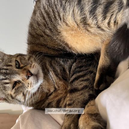 Photo 1/1 Lookie Chat lost in Montreuil sur maine