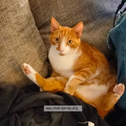 Photo 1/1 andy Chat lost in Lille