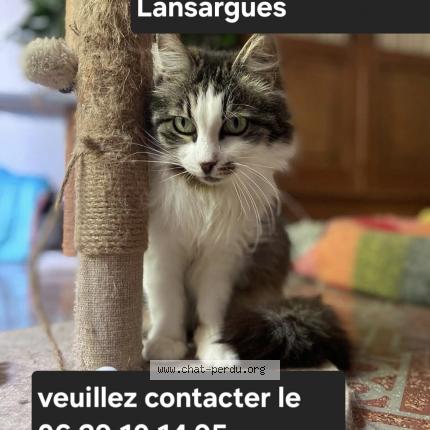 Photo 1/1 Moon Chat lost in Lansargues