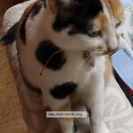 Photo 1/1 Roxie Chat lost in Inzinzac lochrist