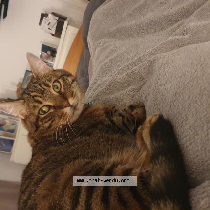 Photo 1/1 Nyna Chat lost in Dammartin en goele