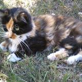 Picture of cat lost at La Rochelle