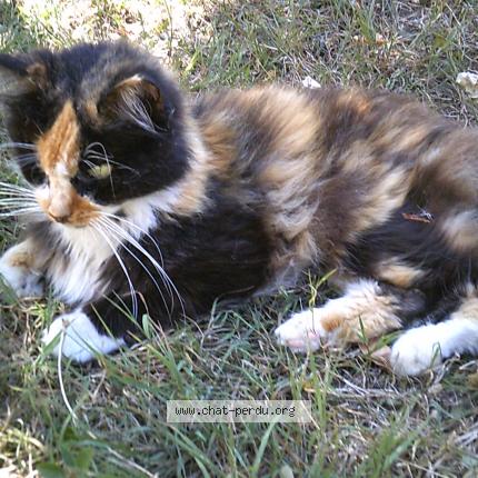 Photo 1/1 Minette Chat lost in La rochelle