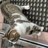 Picture of cat found at Rungis