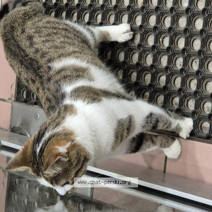 Photo 1/1 Found cat Found in Rungis