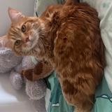 Picture of cat lost at Le Cannet