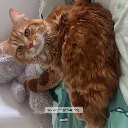 Photo 1/1 Ulysse Chat lost in Le cannet