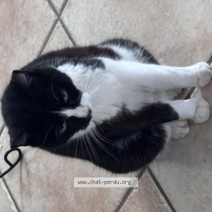 Photo 1/1 Cléo Chat lost in L isle sur la sorgue