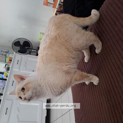 Photo 1/1 Nounou Chat lost in Poitiers