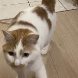 Picture of cat lost at Reze