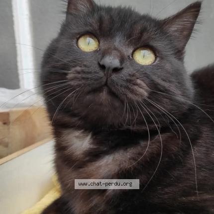 Photo 1/1 UZU Chat lost in Thouars